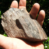 Petrified Wood CRPWPOL