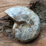 Opalized Ammonite-Large~CROPAMLG