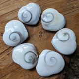 Shell Spiral Heart~CRSPSHRT