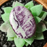Kammererite Cabochon~CRKAMC05
