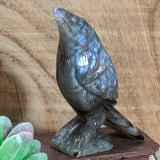 Labradorite Raven~CRLABRAV