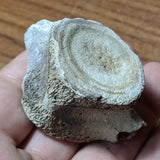 Dolphin Vertabra-Mioscene Epoch~CRFSDV04