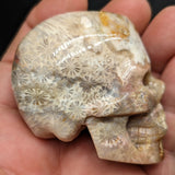 Agatized Coral Skull #1~CRAGCSK1