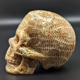 Agatized Coral Skull #2~CRAGCSK2