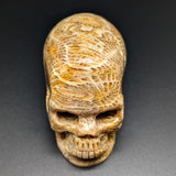 Agatized Coral Skull #2~CRAGCSK2