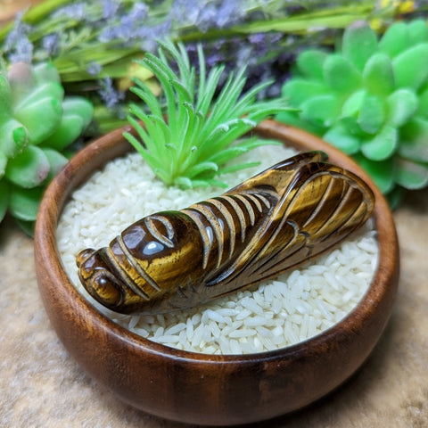 Tiger Eye Cicada~CRTECICA