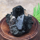 Titanite & Augite Specimen~CRTIAUGS