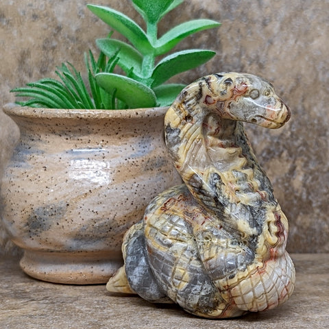 Lace Agate Cobra~CRACOBRA