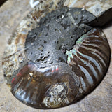 Opalized Ammonite~Jumbo~CROPAMJ1