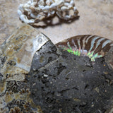 Opalized Ammonite~Jumbo~CROPAMJ1