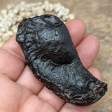 Whale Ear Bone Fossil~CRFWEB01