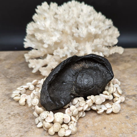 Whale Ear Bone Fossil~CRFWEB03