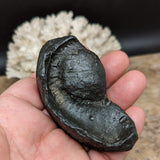 Whale Ear Bone Fossil~CRFWEB03