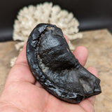 Whale Ear Bone Fossil~CRFWEB05