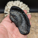 Whale Ear Bone Fossil~CRFWEB06