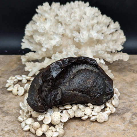 Whale Ear Bone Fossil~CRFWEB08