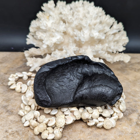 Whale Ear Bone Fossil~CRFWEB09