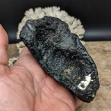 Whale Ear Bone Fossil~CRFWEB13