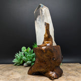 Quartz Crystal in Wood Branch Stand~CRQCWS07