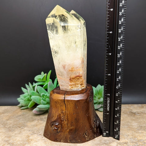 Citrine Tantric Twin Crystal in Wood Branch Stand~CRQCWS13